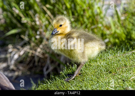 Kleine Gänschen steht auf der Wiese am Wasser in Post Falls, Idaho. Stockfoto