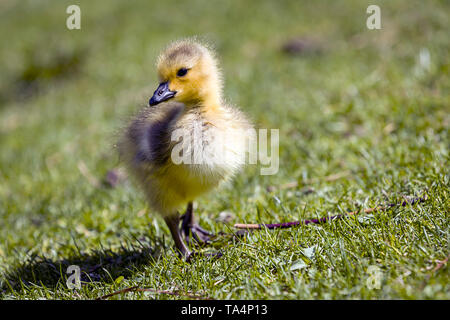 Kleine Gänschen steht auf dem Gras in einem Park in Post Falls, Idaho. Stockfoto