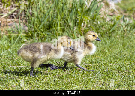 Zwei Jungen Gänschen Spaziergang im Gras in Post Falls, Idaho. Stockfoto