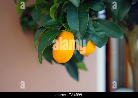Orange kumquat Obst auf einem Baum Stockfoto