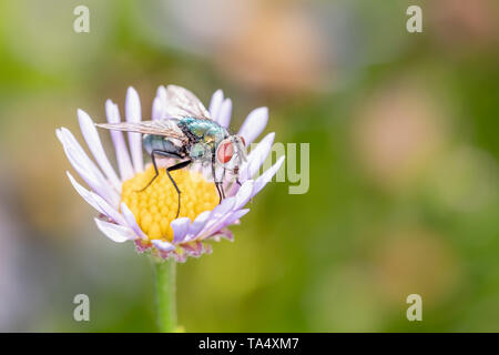 Lucilia sericata - Gemeinsame grüne Flasche fliegen auf ox ruhen - Auge Daisy - Leucanthemum vulgare Stockfoto