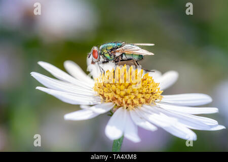 Lucilia sericata - Gemeinsame grüne Flasche fliegen auf ox ruhen - Auge Daisy - Leucanthemum vulgare Stockfoto