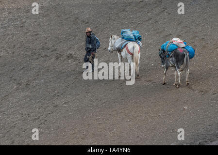 Eine quechua Mann arbeitet als arriero einem voll beladenen Packesel führt eine steile Steigung in den Anden im Süden Perus. Stockfoto