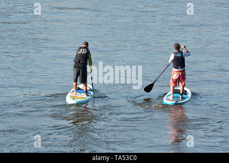 Stand up Paddeln auf der Elbe bei Magdeburg Stockfoto