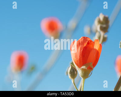 Helles orange Wüste Mallow (sphaeralcea) Blüten und Knospen mit einem strahlend blauen Himmel Hintergrund in der Red Rock Canyon in der Nähe von Las Vegas, Nevada, USA Stockfoto