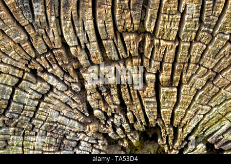 Verwittertes Holz eines gesägter Baumstamm Stockfoto