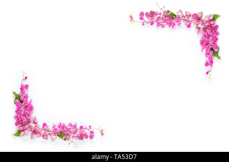 Rosa Blumen Blume Grenze Rahmen als Ecke auf weißem Hintergrund mit Kopie Raum Stockfoto