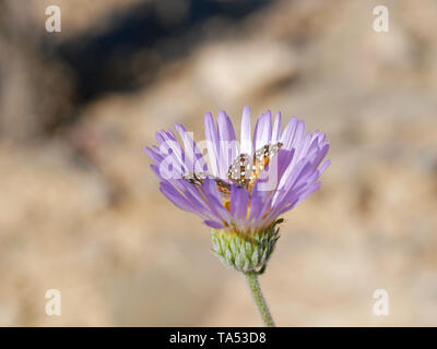 Painted Lady Butterfly, Vanessa cardui, thront auf lavendel Mojave Aster Blume Stockfoto