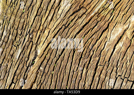 Verwittertes Holz eines gesägter Baumstamm Stockfoto