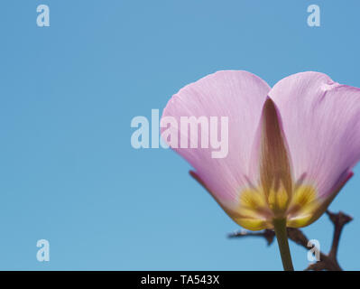 Blass Lavendel pink straggling mariposa Lily (calochortus Flexuosus) Blüte mit vielen blauen Himmel in der Red Rock Canyon in der Nähe von Las Vegas, Nevada, USA Stockfoto