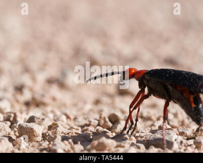 Orange und Schwarz big Master blister Käfer (lytta Magister) Wandern auf Wüstensand in der Red Rock Canyon in der Nähe von Las Vegas, Nevada, USA Stockfoto