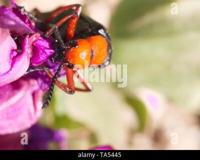 Nahaufnahme eines schwarz und orange big Master blister Käfer Kopf essen die Blütenblätter einer lila Wüste wilde Blume" im Red Rock Canyon in der Nähe von Las Vegas Stockfoto