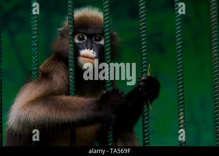 Die Affen sind in einem Käfig gefangen und die Grausamkeit der Menschheit zeigen. Stockfoto