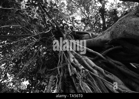 Peepal Baum oder Ficus Religiosa in Schwarz und Weiß. Stockfoto