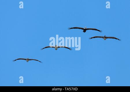 Vier braunen Pelikanen (Pelecanus occidentalis) gleiten, blauer Himmel, Manuel Antonio National Park, Puntarenas Provinz, Costa Rica Stockfoto