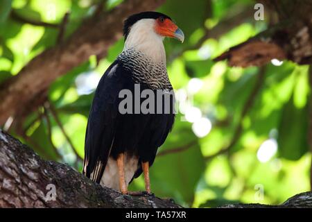 Southern Crested (karakara Karakara plancus) auf Ast sitzt, Manuel Antonio National Park, Puntarenas Provinz, Costa Rica Stockfoto