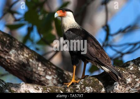 Southern Crested (karakara Karakara plancus) auf Ast sitzt, Manuel Antonio National Park, Puntarenas Provinz, Costa Rica Stockfoto