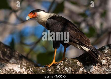 Southern Crested (karakara Karakara plancus) neugierig auf Zweig sitzt, Manuel Antonio National Park, Puntarenas Provinz, Costa Rica Stockfoto