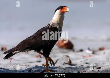 Southern Crested (karakara Karakara plancus) am Sandstrand läuft, Manuel Antonio Nationalpark, Provinz Puntarenas, Costa Rica Stockfoto