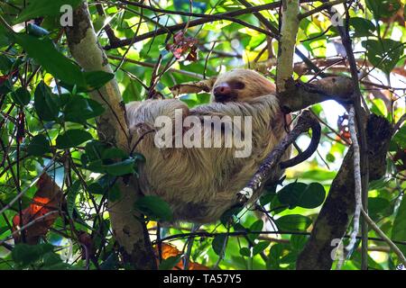 Zwei-toed sloths (Choloepus) schläft im Baum, Manuel Antonio National Park, Parque Nacional Manuel Antonio, Provinz Puntarenas, Costa Rica Stockfoto