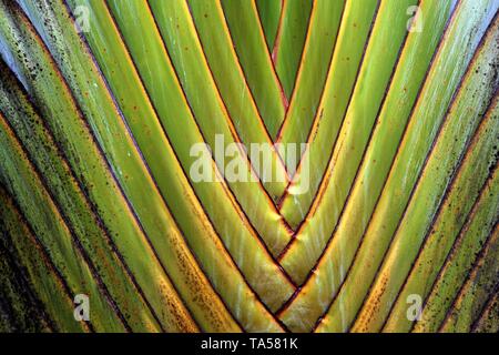 Baumstamm, Traveller Palm (Ravenala madagascariensis), Detailansicht, La Fortune, Provinz Alajuela, Costa Rica Stockfoto