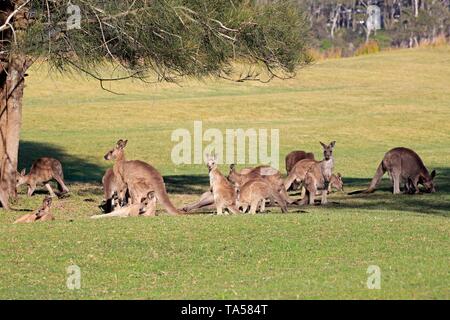 Eastern Grey Kangaroo (Macropus giganteus), Herde ruhen im Schatten eines Baumes, Maloney Strand, New South Wales, Australien Stockfoto