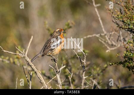 Rufous-tailed Phytotoma Plantcutter (Rara), männlich, Torres del Paine Nationalpark, Region de Magallanes, Patagonien, Chile Stockfoto