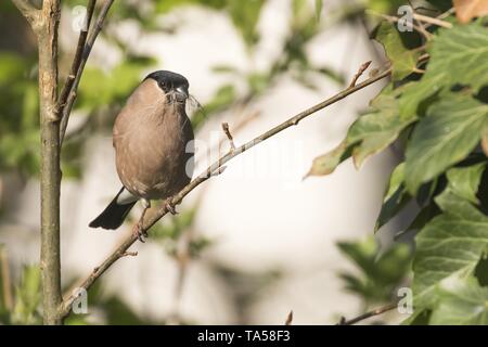 Eurasischen Gimpel (Pyrrhula pyrrhula), Weibliche mit Nistmaterial im Schnabel, sitzt auf Zweig, Hessen, Deutschland Stockfoto