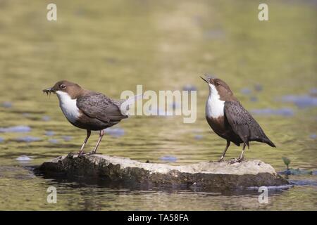 Wasser Pendelarme (Cinclus cinclus), ein paar Tiere auf Stein im Wasser, in der Paarungszeit, Fütterung, Hessen, Deutschland Stockfoto