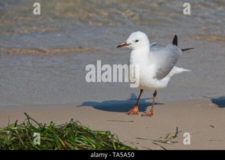 Juvenile australische Silver gull Larus novaehollandiae Chroicocephalus novaehollandiae oder Stockfoto