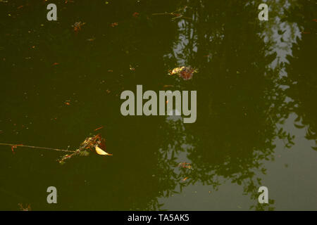 Nahaufnahme der verschmutzter pool Oberfläche, ungepflegtes frame Pool mit grün gefärbten Wasser durch Algen und Schmutz Stockfoto