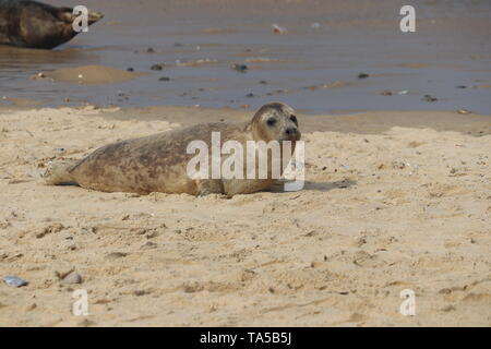 Seal Pup an Horsey Lücke, Norfolk Stockfoto