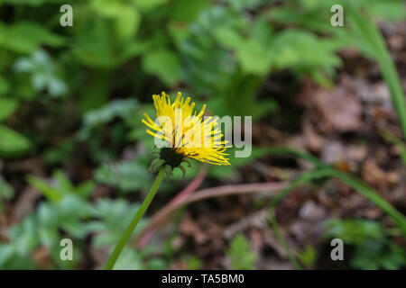 Blühte Löwenzahn in der Natur wächst aus grünem Gras. Natur Hintergrund der Löwenzahn im Gras. Grüne Natur Hintergrund. Stockfoto