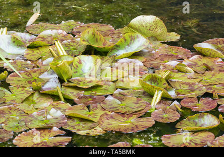 Seerosen (Nymphaeaceae, Lily Pads, Seerosen, Lilypads) in Wasser in einem Teich im Frühjahr in Großbritannien. Stockfoto