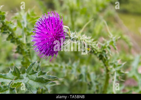 Carduus acanthoides Anlage (Plumeless Distel, Stacheligen plumeless Distel, rahmengenähte Thistle) Blüte im Frühjahr (Mai) in West Sussex, England, UK. Stockfoto