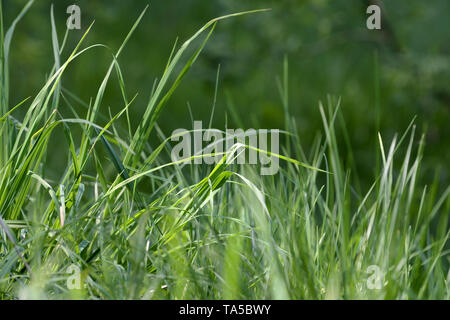 Frische grüne Gras auf der sonnigen Liegewiese. Natürliche Hintergrund Stockfoto