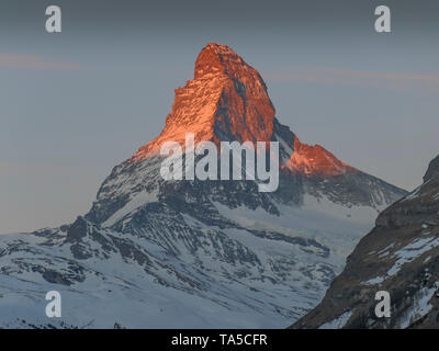 Matterhorn im Morgen - Rot, Cerium-schwach, Wallis, Schweiz, Matterhorn im Morgenrot, Zermatt, Wallis, Schweiz Stockfoto