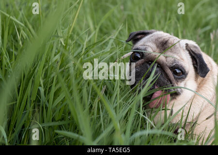 Ein Hund kann der beste Freund werden. Stockfoto