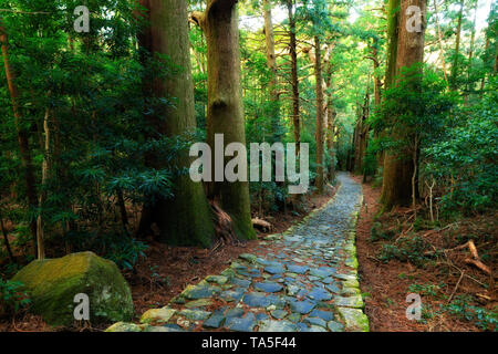 Berühmte Daimonzaka Trail in riesigen Zypresse Wald, die zu Nachi fällt, Japan Stockfoto