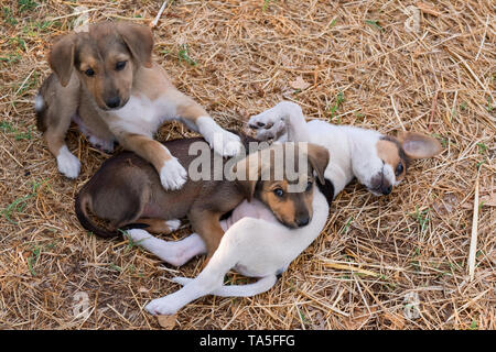 Ein Hund kann der beste Freund werden. Stockfoto