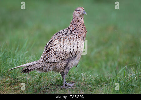 Eine Nahaufnahme Portrait eines weiblichen Henne Fasan Phasianus colchicus, Stand stolz auf einer Rasenfläche, recht starren Stockfoto