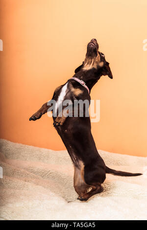 Tiere zu Hause. Dackel-Chihuahua und Shih-Tzu gemischt Hund springen stehen auf Hinterbeinen auf Bett indoor Stockfoto