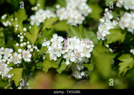 Schönen weißen Blüten von weißdorn an einem sonnigen Tag close up Stockfoto