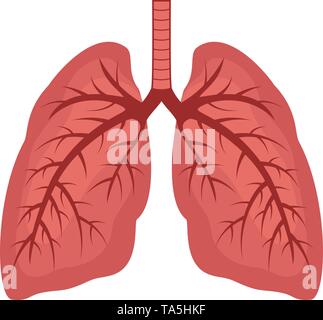 Vektor menschliche Lungen flachbild Symbol auf weißem Hintergrund. Lunge organ Anatomie Symbol für Gesundheit und medizinische Illustrationen Stock Vektor