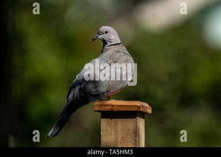 Collared Dove Stockfoto