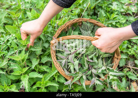 Frische Brennnesseln Feld. Bauer mit frisch geernteten Brennnessel Pflanze. Frühling Jahreszeit der Ernte von Kräutern. Heilpflanzen - Erntezeit im Frühjahr. Stockfoto