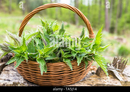 Korb mit jungen grünen Blätter Brennnessel Pflanze. Frühling Jahreszeit der Ernte von Kräutern. Heilpflanzen. Stockfoto