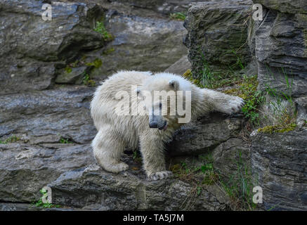 Der Eisbär kind Hertha in der Eisbär Anordnung, Tierpark, Friedrich Feld, helle Berg, Berlin, Deutschland, eisbärenkind Hertha in de Stockfoto