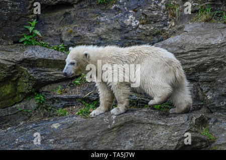 Der Eisbär kind Hertha in der Eisbär Anordnung, Tierpark, Friedrich Feld, helle Berg, Berlin, Deutschland, eisbärenkind Hertha in de Stockfoto