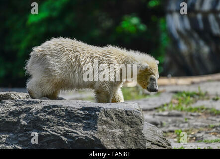 Der Eisbär kind Hertha in der Eisbär Anordnung, Tierpark, Friedrich Feld, helle Berg, Berlin, Deutschland, eisbärenkind Hertha in de Stockfoto